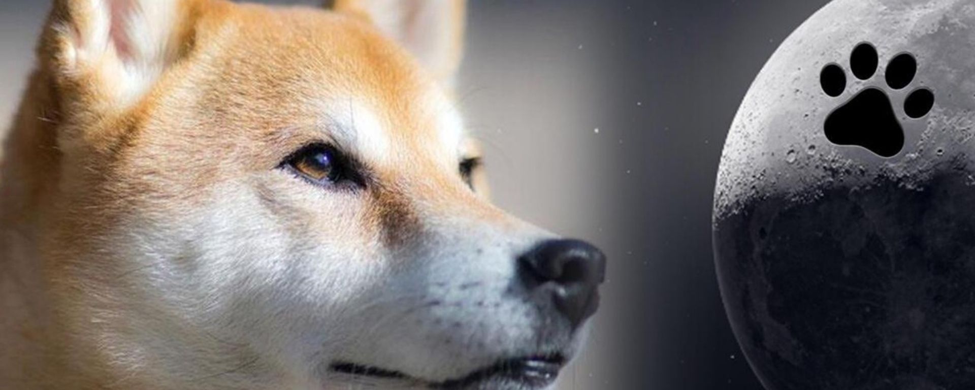 Shiba Inu Atinge De Valoriza O E Milh O De Detentores