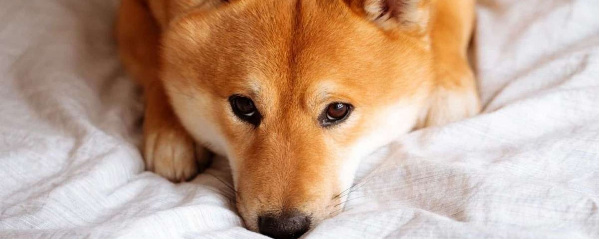 Shiba Inu Atinge Uma Baixa Meses Enquanto Hype Se Dissolve