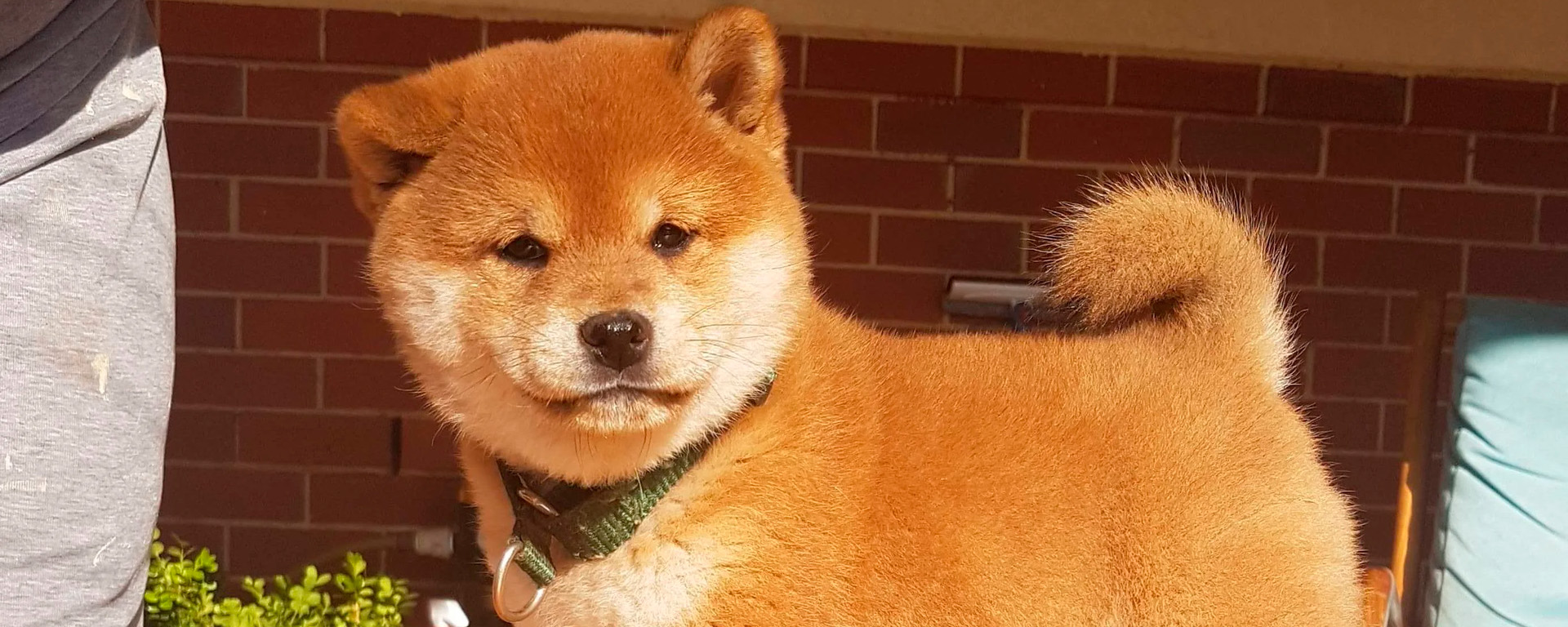 Shiba Inu SHIB Mostra Boa Performance Entre Baleias Webitcoin