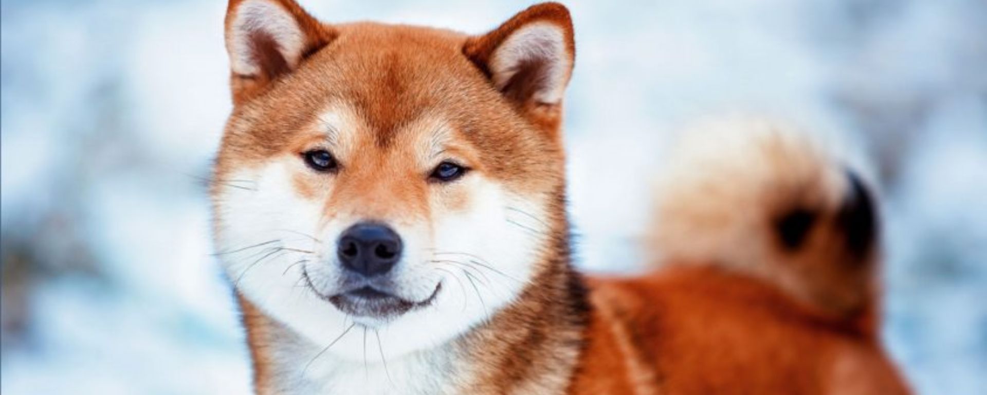 Shiba Inu O Grande Acumulo Das Baleias A Cripto Ganha For A Na