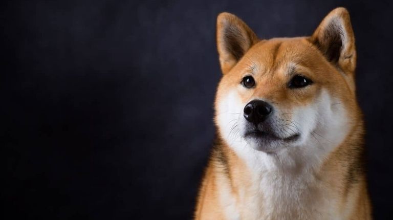 O fundador da Dogecoin revela suas participações na moeda meme
