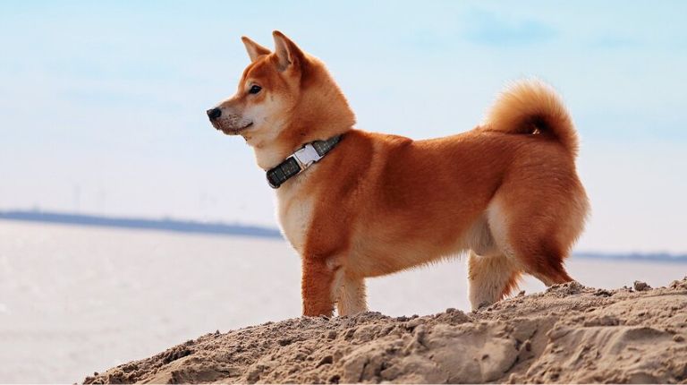 Shiba Inu