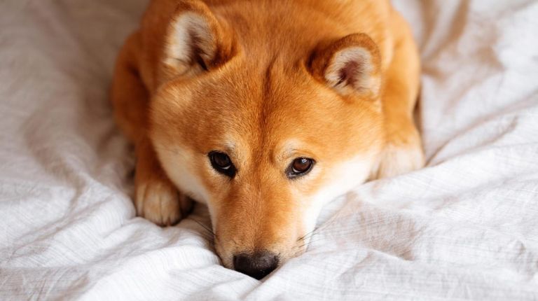 Shiba Inu