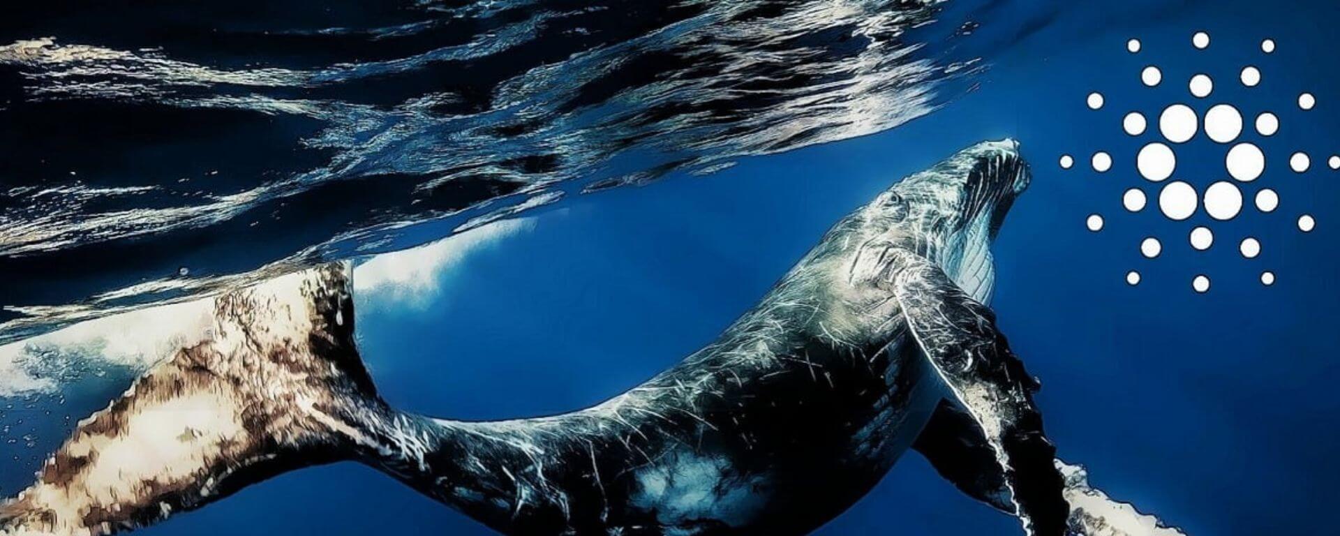 Baleias da Cardano acumulam mais de 560 milhões de ADA em curto período - Webitcoin